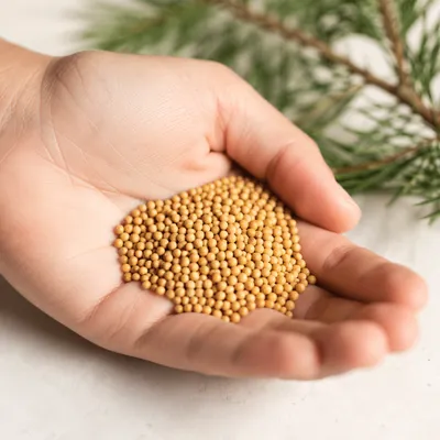 Mustard Seeds Resting in Open Palm