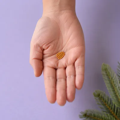 Mustard Seeds in Open Palm