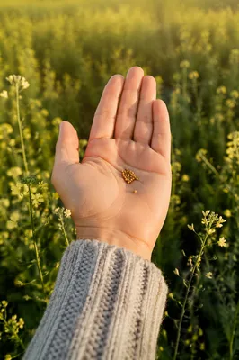 Mustard Seeds Resting in an Open Palm