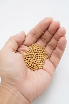 Mustard Seeds Resting in Open Palm