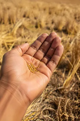 Mustard Seeds Resting in Open Palm