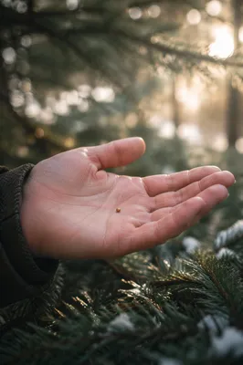 Mustard Seed in Hand Over Evergreens
