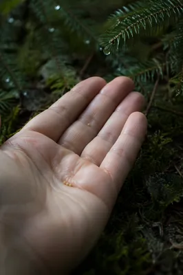 Mustard Seed Resting in Open Palm