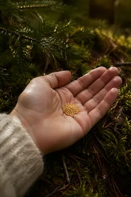 Mustard Seeds in Palm by Evergreen Forest