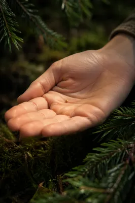 Mustard Seed Resting in Open Palm