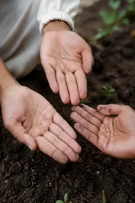 Mustard Seed of Hope in Open Hands