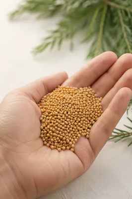 Mustard Seeds Resting in Open Palm