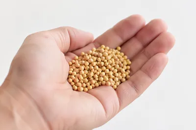 Mustard Seeds Resting in Open Palm