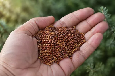 Mustard Seeds Resting in Open Palm