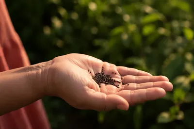 Mustard Seeds Resting in an Open Palm