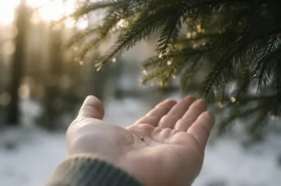 Mustard Seed in Hand Beneath Evergreen