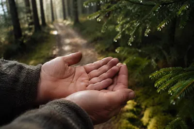 Mustard Seed Held in Evergreen Forest