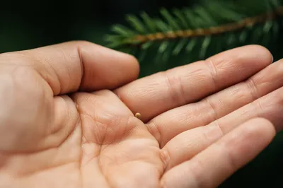 Mustard Seed in Cupped Palm