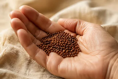 Mustard Seeds Resting in Open Palm