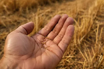 Mustard Seeds Resting in Open Palm