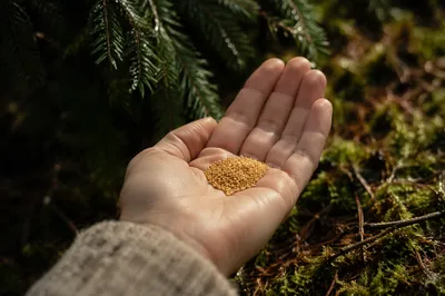 Mustard Seeds Resting in Open Palm