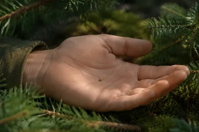 Mustard Seed Resting in Open Palm