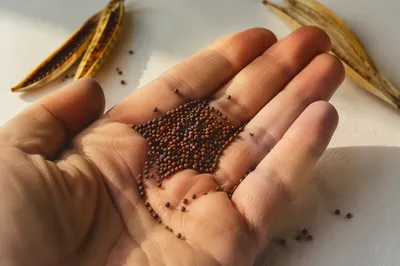 Mustard Seeds Resting in Open Palm