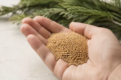 Mustard Seeds Resting in Open Palm