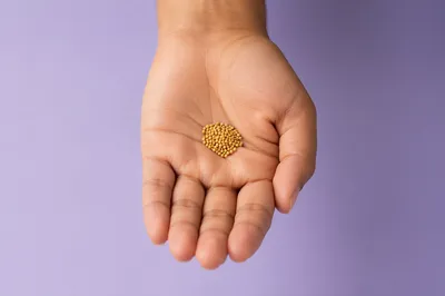 Mustard Seeds Resting in Open Palm
