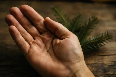 Mustard Seed Resting in Open Palm