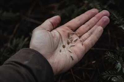 Mustard Seeds Resting in an Open Palm