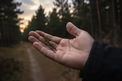 Mustard Seed in Open Palm