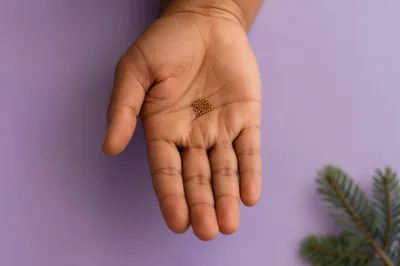 Mustard Seeds Resting in Open Palm