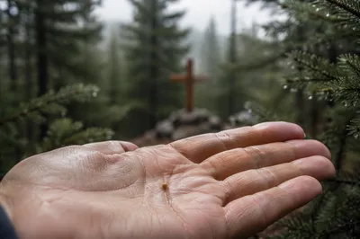 Mustard Seed in Hand Among Evergreens