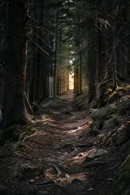 Narrow Evergreen Forest Path Toward Light