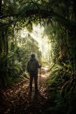 Narrow Evergreen Path Toward Forest Light