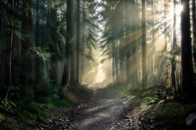 Narrow Forest Path Toward Morning Light