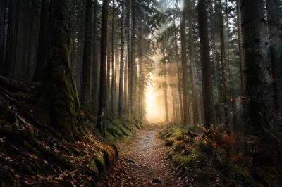 Narrow Forest Path Toward Morning Light