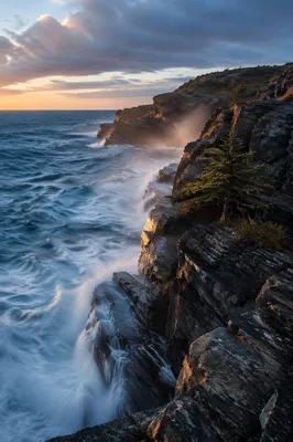 Evergreen Cliffs Above Sunrise Ocean Waves