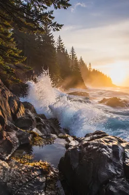 Sunrise Waves on Evergreen Rocky Coast