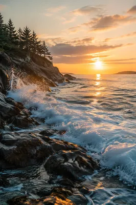 Evergreen Pines Above Sunrise Ocean Waves