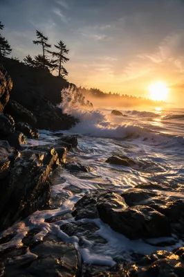 Evergreen Cliffs at Sunrise Waves