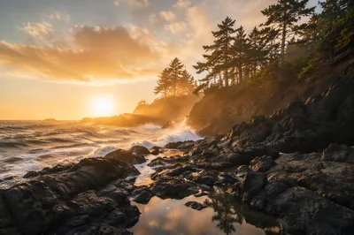 Evergreen Pines Above Sunrise Ocean Waves