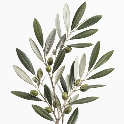Minimalist Olive Branch Peace Symbol
