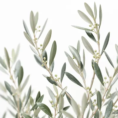 Evergreen Olive Branches for Peace Background