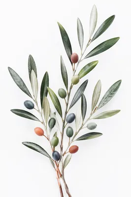 Minimal Olive Branch Peace Symbol