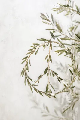 Evergreen Olive Branch Peace Symbol