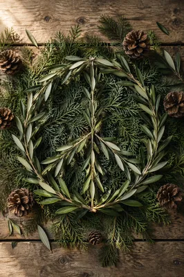 Olive Branch Peace Symbol on Evergreen