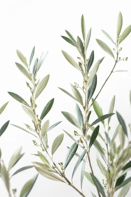 Evergreen Olive Branches on White Background
