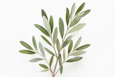 Minimal Olive Branch Peace Symbol