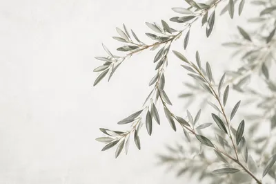 Evergreen Olive Branch Peace Symbol