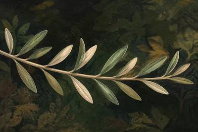 Olive Branch Peace in Evergreen Light