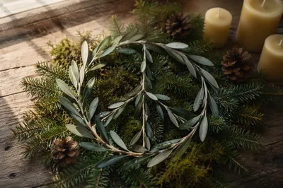 Olive Branch Peace Symbol on Evergreen