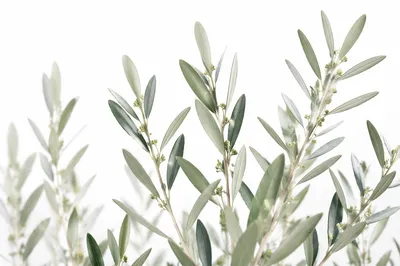 Evergreen Olive Branches on White Background