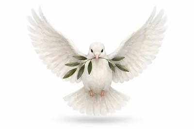 White Dove Carrying Evergreen Olive Branch